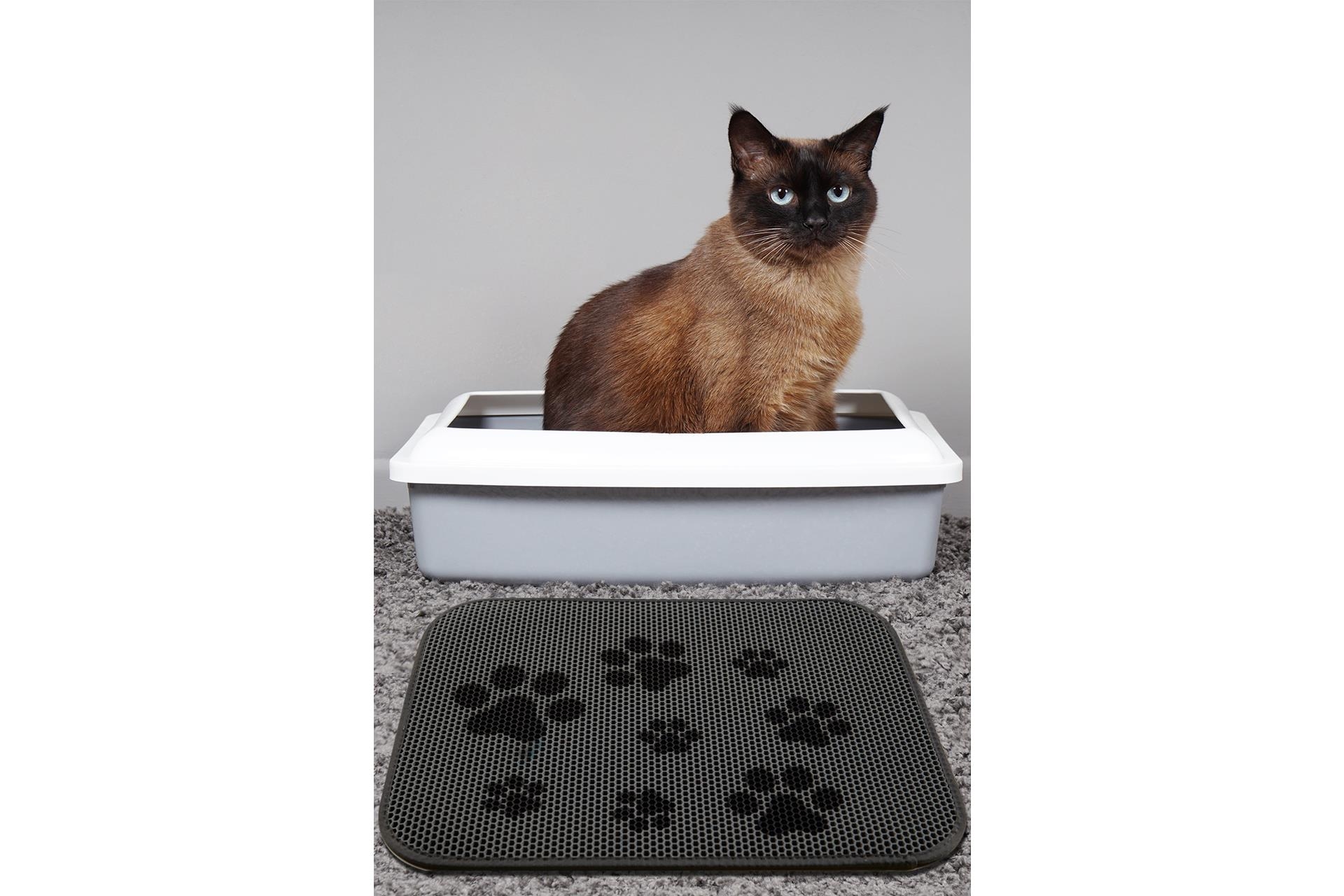 KEDI KUMU PASPASI TRACE KEDİ PASPAS FİYATI Vivense