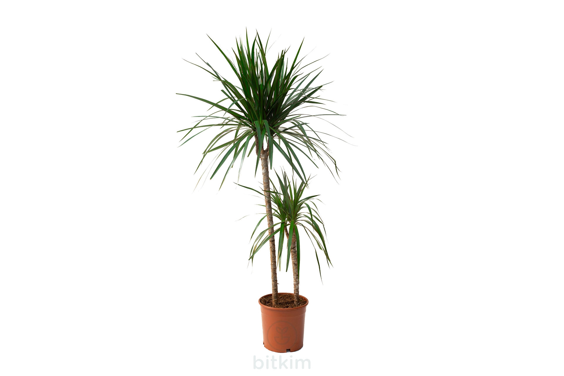 Dracaena marginata hojas caidas