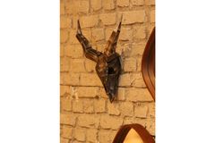 Buffel Schedel Wand Decor Object