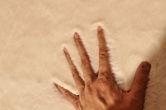 Tappeto Rex Bonttapijt, 60x150 cm, Creme