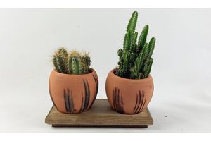 Terracotta Design Cactus Pot