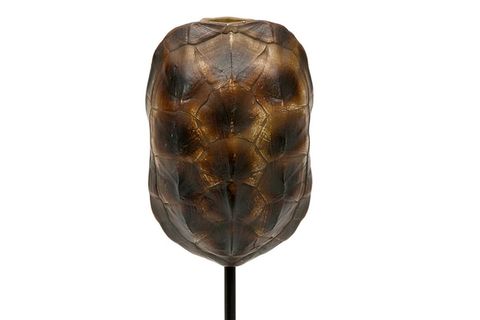 VİTALE DRAGON DEKORATİF KAPLUMBAĞA KABUĞU BİBLO