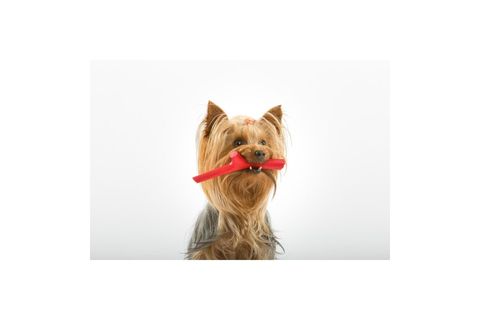 TUTTOMİO BABY İKİLİ KÖPEK OYUNCAĞI