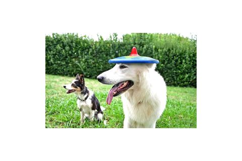 TİRA MOLLY MİNİ KÖPEK ÖDÜL OYUNCAĞI