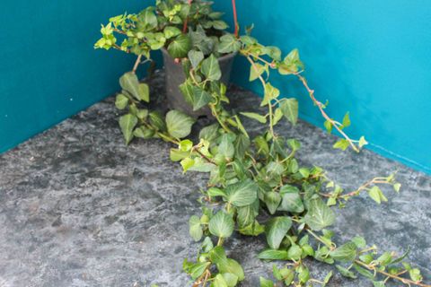 HEDERA HELİX SARMAŞIK DUVAR SARMAŞIĞI ORMAN SARMAŞIĞI SALON SARMAŞIĞI HAVAYI TEMİZLEYEN BİTKİ