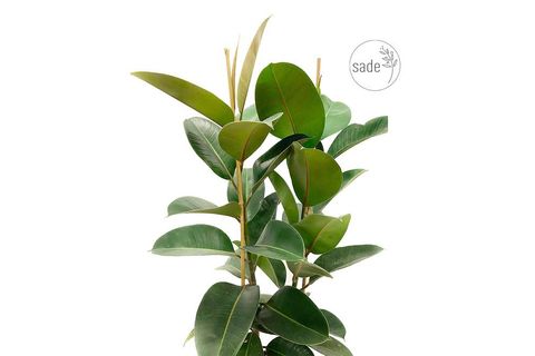 KAUÇUK FİCUS ELASTİCA EV BİTKİSİ