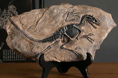 VİNTAGE T REX DİNOZOR FOSİL DEKOR