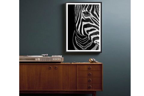 BUDDY ZEBRA BASKILI POSTER TABLO, SİYAH ÇERÇEVE, 50X70
