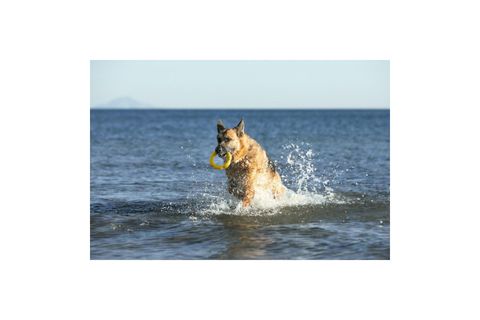 HULADOG BÜYÜK BOY KÖPEK OYUNCAĞI