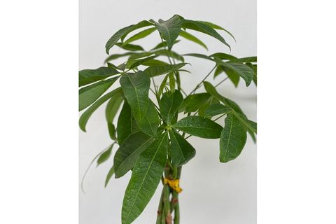 MERMAİD HOME PARA AĞACI, REFAH ÇİÇEĞİ PACHİRA AQUATİCA 45 55 CM