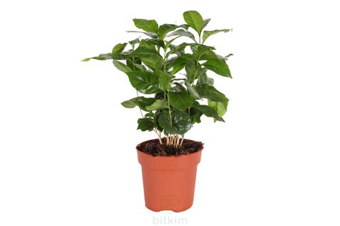 BİTKİM COFFEA ARABİCA 30-35 CM KAHVE BİTKİSİ
