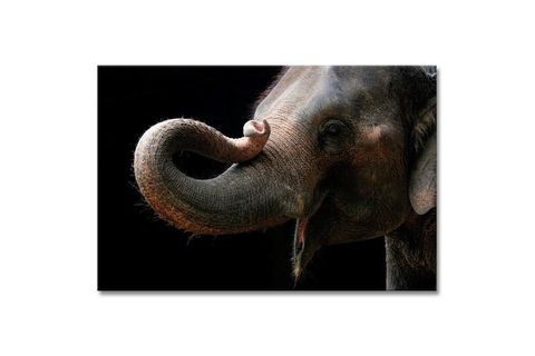 ELEPHANT DEV BOYUT KANVAS TABLO