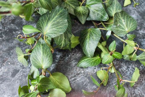 HEDERA HELİX SARMAŞIK DUVAR SARMAŞIĞI ORMAN SARMAŞIĞI SALON SARMAŞIĞI HAVAYI TEMİZLEYEN BİTKİ