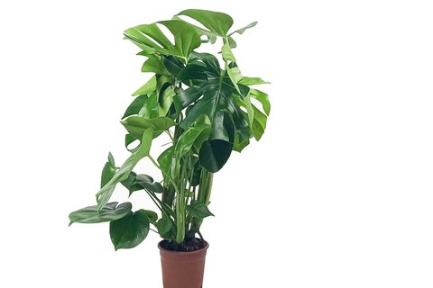 MONSTERA DELİCİOSA  DEVE TABANI