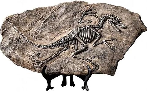 VİNTAGE T REX DİNOZOR FOSİL DEKOR