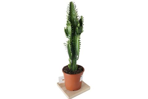 EUPHORBİA RUBRA AFRİKAN SÜT AĞACI 60CM BEYAZ