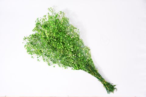 ŞOKLANMIŞ CİPSO, YEŞİL