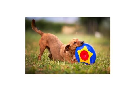 TİRA MOLLY MİNİ KÖPEK ÖDÜL OYUNCAĞI