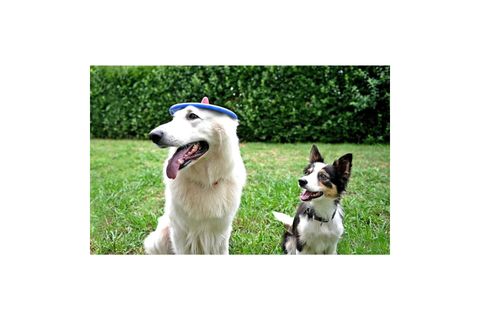 TİRA MOLLY MİNİ KÖPEK ÖDÜL OYUNCAĞI