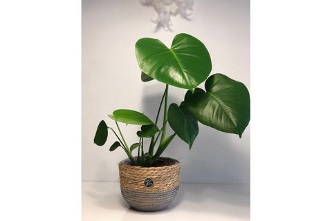 MONSTERA DEVE TABANI
