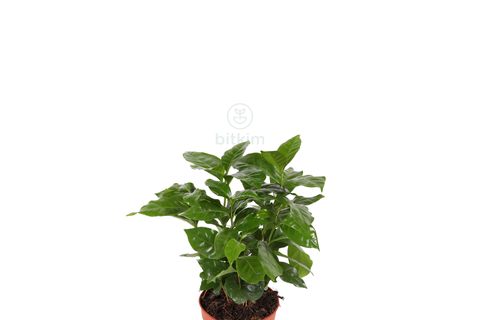 BİTKİM COFFEA ARABİCA 30-35 CM KAHVE BİTKİSİ