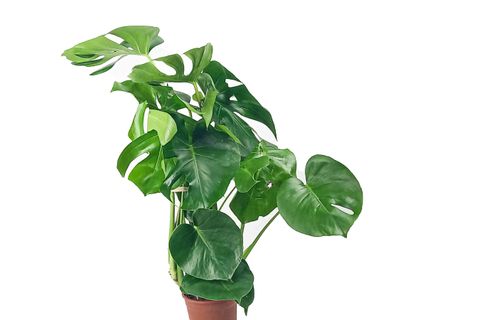 MONSTERA DELİCİOSA  DEVE TABANI