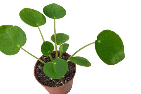 PİLEA PEPEROMİOİDES ÇİN PARA ÇİÇEĞİ ÇİN PARA BİTKİSİ