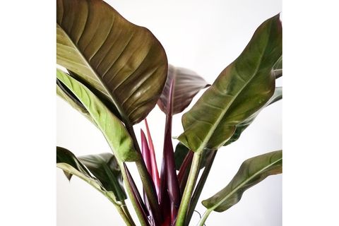PHİLODENDRON ERUBESCENS