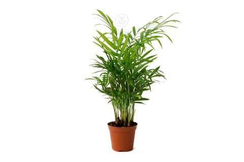 BİTKİM CHAMAEDOREA ELEGANS 25-35 CM DAĞ PALMİYESİ