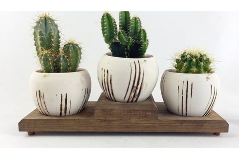 TERRACOTA ÇOKLU BEYAZ SAKSIDA KAKTÜS NO 3