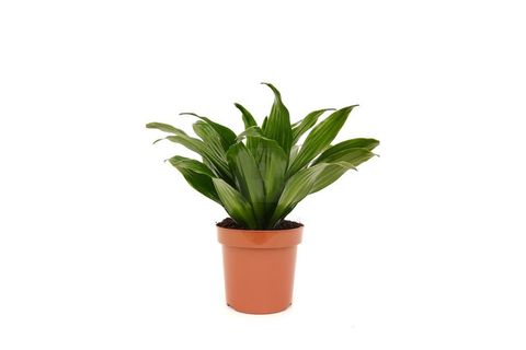 CANLI BİTKİ DRACAENA COMPACTA TOP DRESENA, 15-20 CM