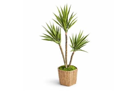 MASENGENA YAPAY AĞAÇ, 3 GÖVDELİ, 155 CM