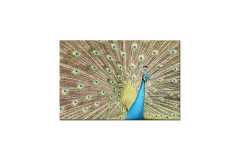 TAVUS KUŞU KANVAS  TABLO HAKU-2755 60X90CM