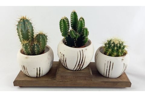 TERRACOTA ÇOKLU BEYAZ SAKSIDA KAKTÜS NO 3