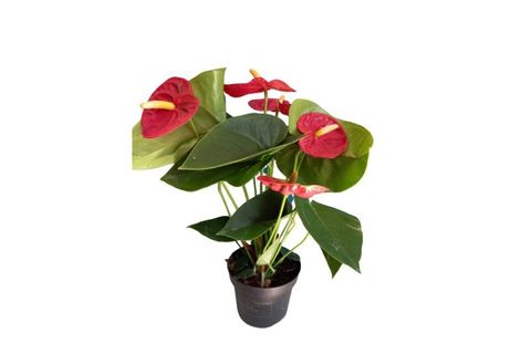 ANTHORYUM FİLAMİNGO ÇİÇEĞİ KIRMIZI
