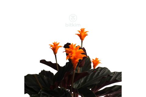 BİTKİM CALATHEA CROCATA 40-50 CM KALATYA DUA ÇİÇEĞİ