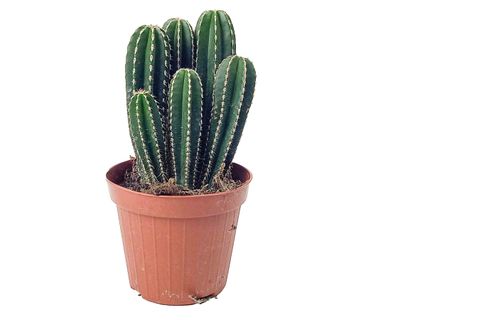 MARGİNATOCEREUS MARGİNATUS KAKTÜS İTHAL