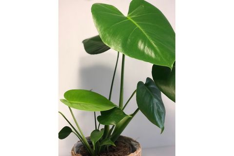 MONSTERA DEVE TABANI
