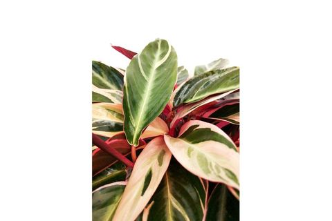 CALATHEA TRİOSTAR ÜÇ RENKLİ KALETYA 30 CM
