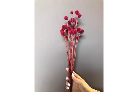 DOĞAL CRASPEDİA ÇİÇEĞİ
