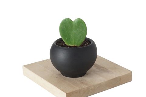HOYA KERRİİ KALP SUKULENT BEYAZ