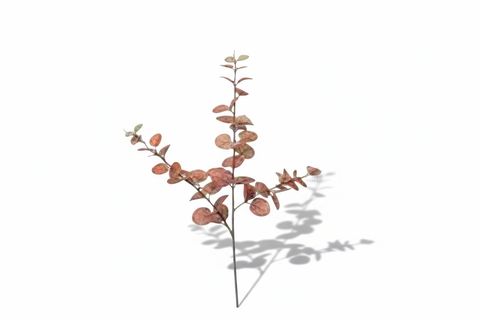 AKDENİZ ÜÇ DALLI PARA BİTKİSİ, KAHVERENGİ, 104 CM