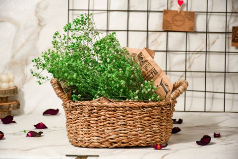 ŞOKLANMIŞ CİPSO, YEŞİL