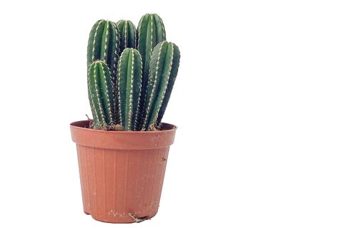 MARGİNATOCEREUS MARGİNATUS KAKTÜS İTHAL