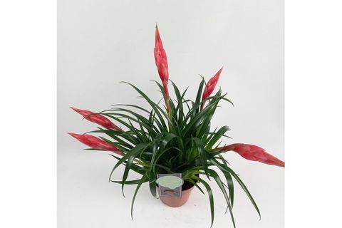 BROMELİA BİTKİSİ