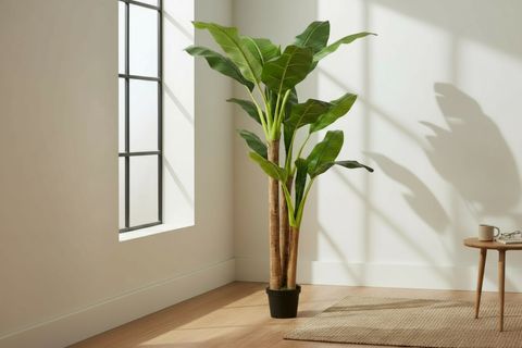 AKDENİZ MUZ AĞACI, 150 CM