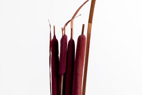 GERÇEK KURUTULMUŞ SAZ OTU BORDO