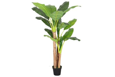 AKDENİZ MUZ AĞACI, 120 CM