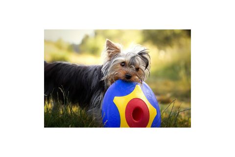 TROTTO DİSK KÖPEK OYUNCAĞI