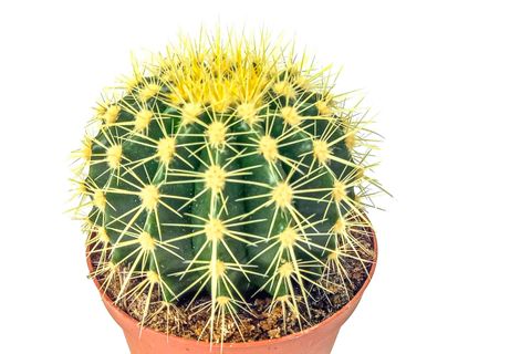 ECHİNOCACTUS GRUSONİİ EKİNO KAKTÜS